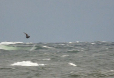 (Video) Arctic Skua / Kustlabb (Stercorarius parasiticus)