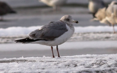 Herring Gull / Grtrut (Larus argentatus)