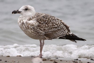 Great Black-backed Gull / Havstrut (Larus marinus)