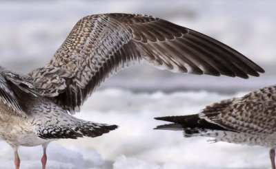 Herring Gull / Gråtrut (Larus argentatus)