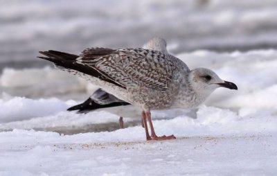 Herring Gull / Gråtrut (Larus argentatus)