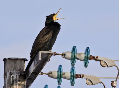 Cormorant / Storskarv (Phalacrocorax carbo)