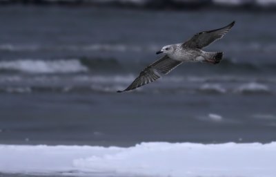 Caspian Gull / Kaspisk trut (Larus cachinnans)