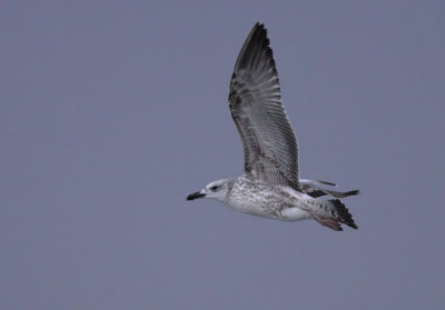 Caspian Gull / Kaspisk trut (Larus cachinnans)