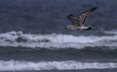 Caspian Gull / Kaspisk trut (Larus cachinnans)