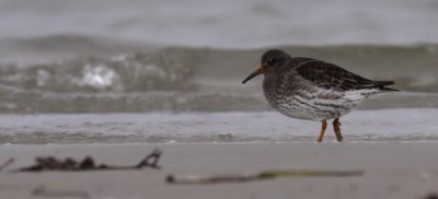 Purple Sandpiper / Skrsnppa	(Calidris maritima)