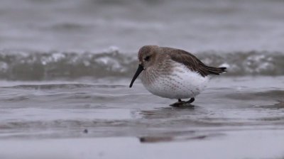 Dunlin / Krrsnppa (Calidris alpina)