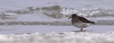 Purple Sandpiper / Skrsnppa	(Calidris maritima)