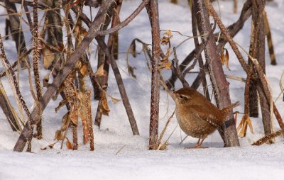 Wren / Grdsmyg (Troglodytes troglodytes)