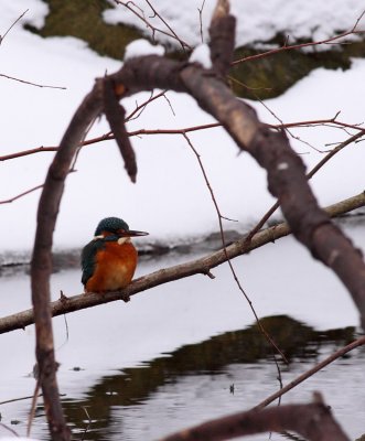 Kingfisher / Kungsfiskare (Alcedo atthis)