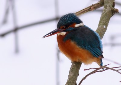 Kingfisher / Kungsfiskare (Alcedo atthis)