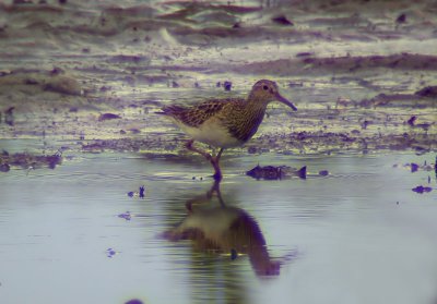 Pectoral Sandpiper / Tuvsnppa (Calidris melanotos)