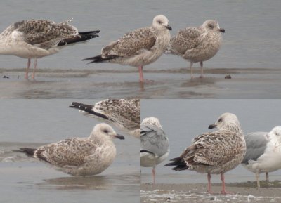 Herring Gull (L. argentatus) x  Caspian Gull (L. cachinnans)?