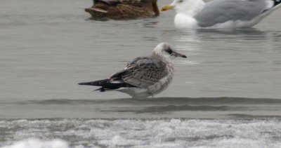 Common Gull / Fiskms	(Larus canus)