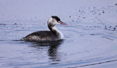 Great Crested Grebe / Skggdopping (Podiceps cristatus)