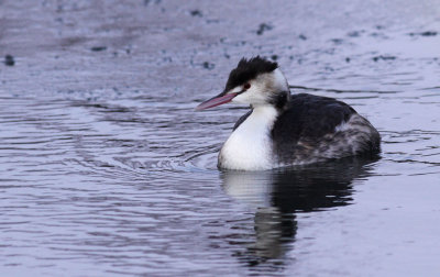 Great Crested Grebe / Skggdopping (Podiceps cristatus)