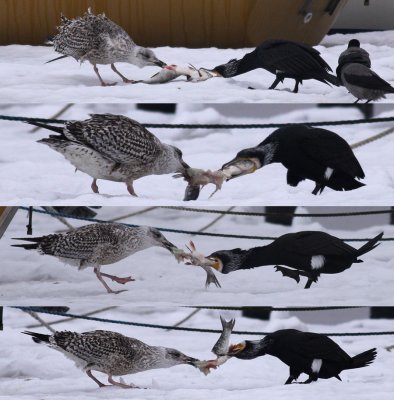 Tug of war (food)