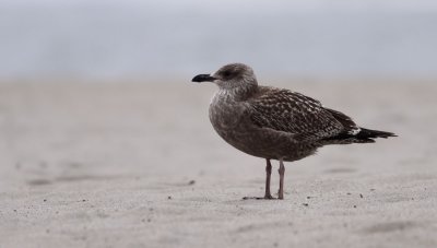 American Herring Gull / Kanadatrut (Larus smithsonianus)