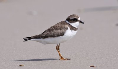 Semipalmated Plover / Flikstrandpipare (Charadrius semipalmatus)
