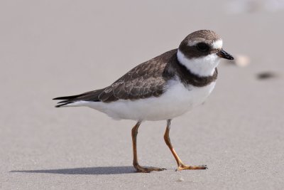 Semipalmated Plover / Flikstrandpipare (Charadrius semipalmatus)