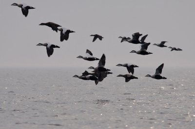 Eider / Ejder (Somateria mollissima)