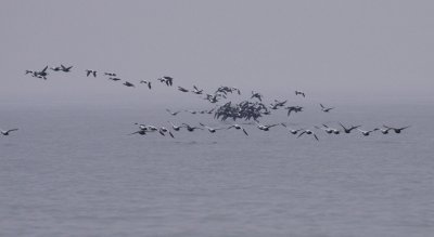 Eider / Ejder (Somateria mollissima)