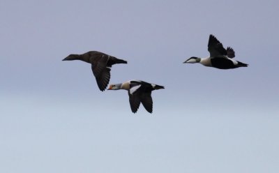 King Eider / Praktejder (Somateria spectabilis)