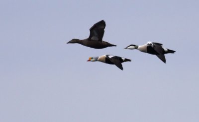 King Eider / Praktejder (Somateria spectabilis)