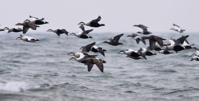 Eider / Ejder (Somateria mollissima)