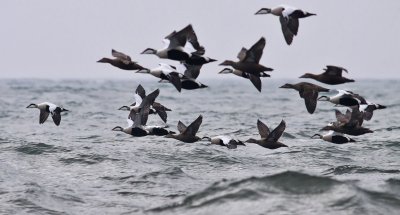 Eider / Ejder (Somateria mollissima)