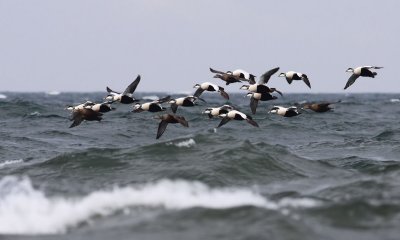 Eider / Ejder (Somateria mollissima)