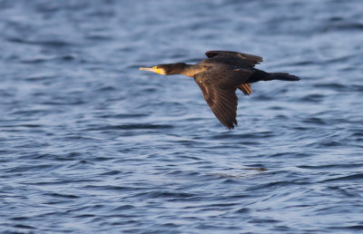 Cormorant / Storskarv (Phalacrocorax carbo)