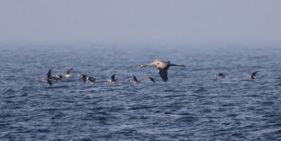 Crane / Trana (Grus grus)