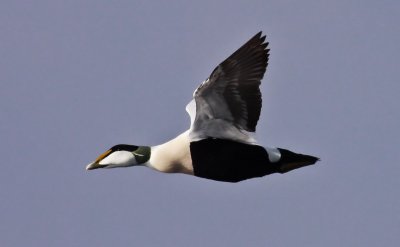 Eider / Ejder (Somateria mollissima)