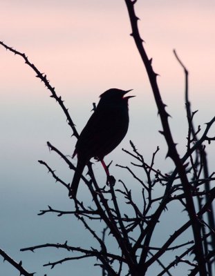 Dunnock / Jrnsparv (Prunella modularis)