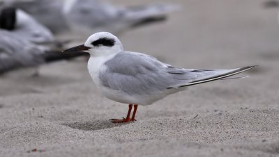 Forster's Tern / Krrtrna