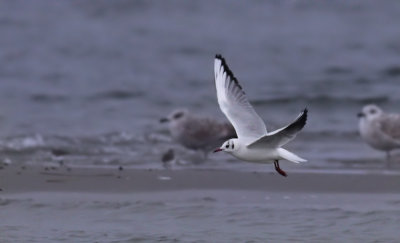 Black-headed Gull / Skrattmås (Chroicocephalus ridibundus)