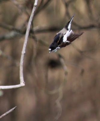 Pied Flycatcher / Svartvit flugsnappare (Ficedula hypoleuca)