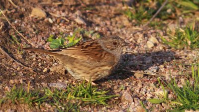 Dunnock / Jrnsparv (Prunella modularis)