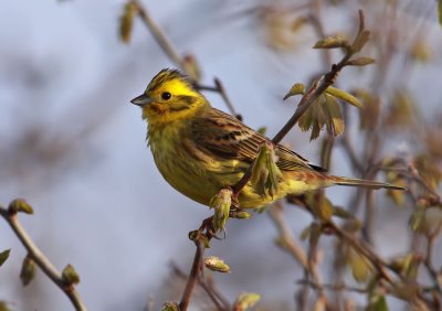 Yellowhammer / Gulsparv (Emberiza citrinella)