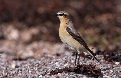 Wheatear / Stenskvtta	(Oenanthe oenanthe)