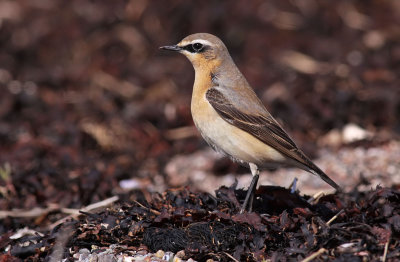 Wheatear / Stenskvtta	(Oenanthe oenanthe)