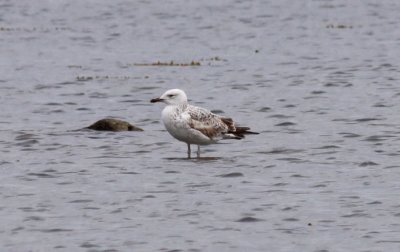 Caspian Gull / Kaspisk trut (Larus cachinnans)