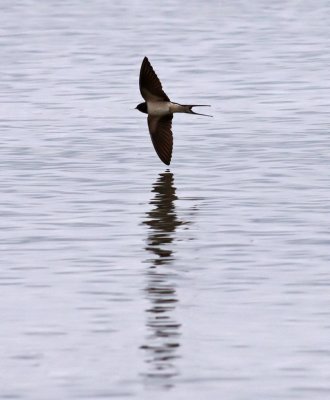 Barn Swallow / Ladusvala (Hirundo rustica)