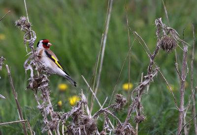 Goldfinch / Steglits (Carduelis carduelis)