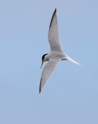 Little Tern / Smtrna (Sterna albifrons)