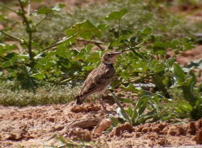 Bimaculated Lark / Asiatisk kalanderlrka (Melanocorypha bimaculata)