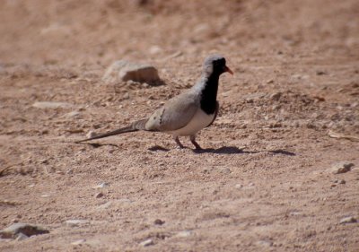Namaqua Dove / Lngstjrtsduva (Oena capensis)