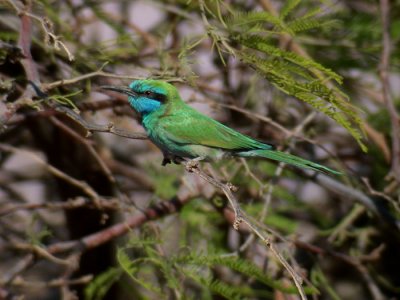 Little Green Bee-eater / Grn dvrgbitare (Merops orientalis cyanophrys)
