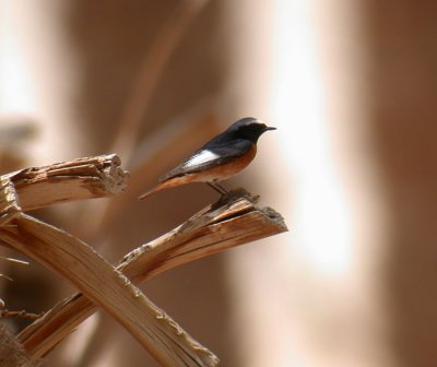 Redstart / Rdstjrt (Phoenicurus phoenicurus)